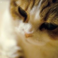 狂魔哥解说